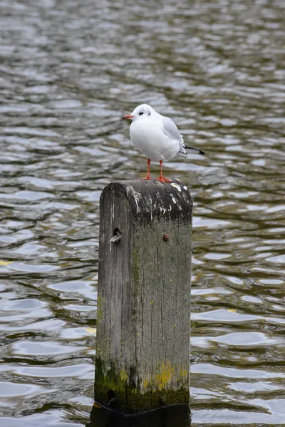 DSC_0516 (Large).JPG